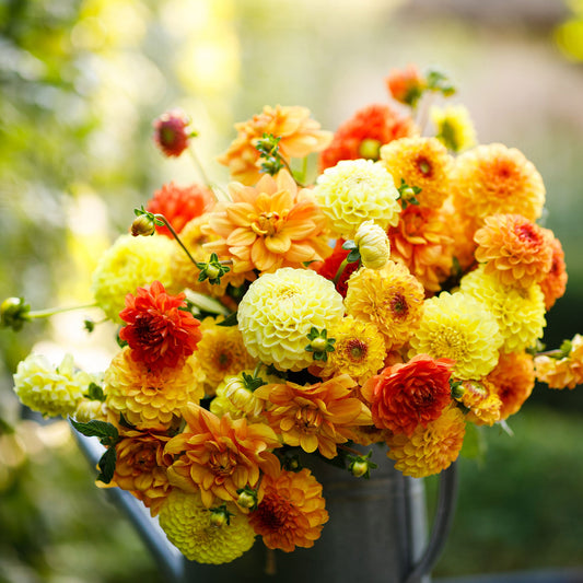 Sunny Mix dahlia bouquet showing the vibrant orange, yellow, and red colors.