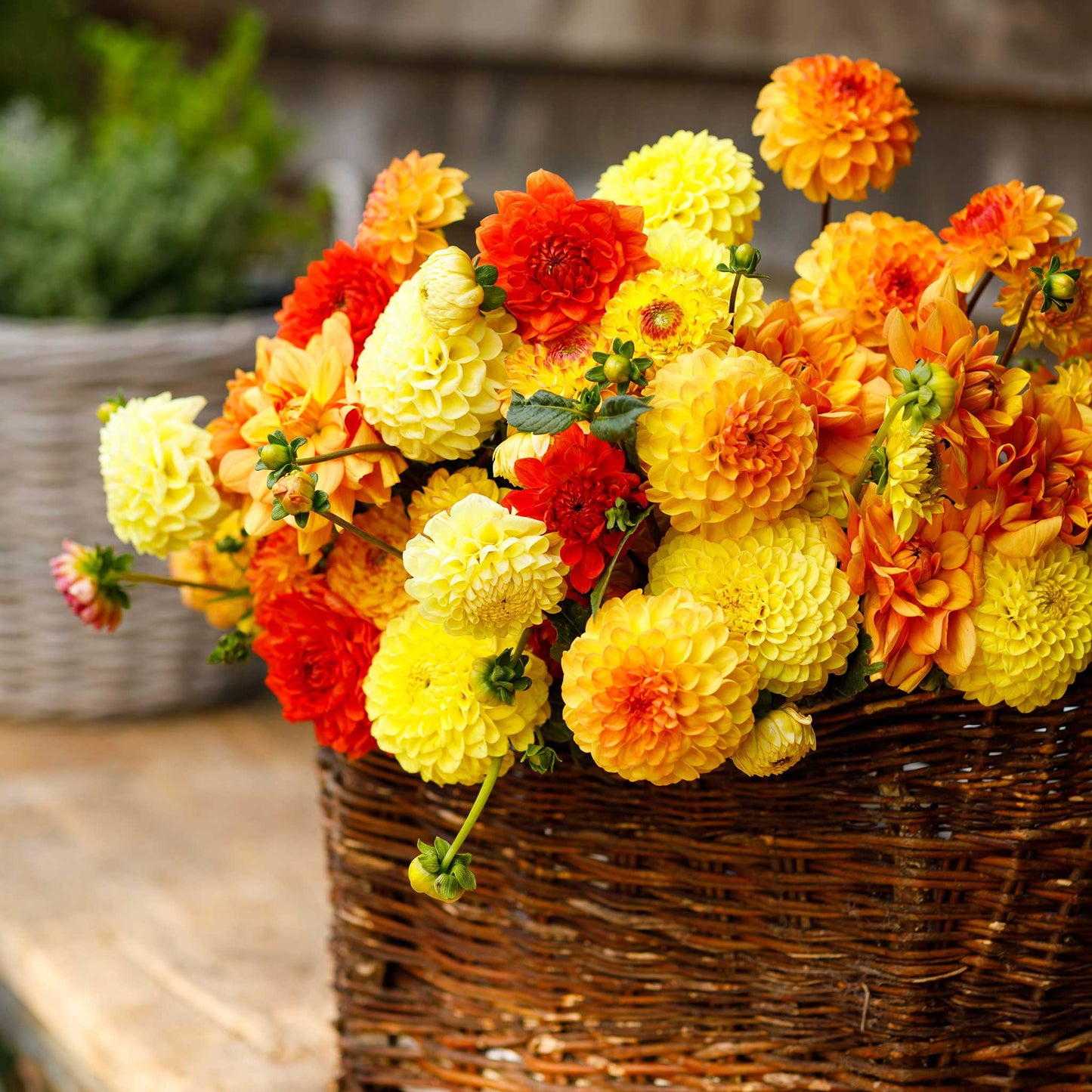 Sunny Mix dahlia bouquet showing the vibrant orange, yellow, and red colors.