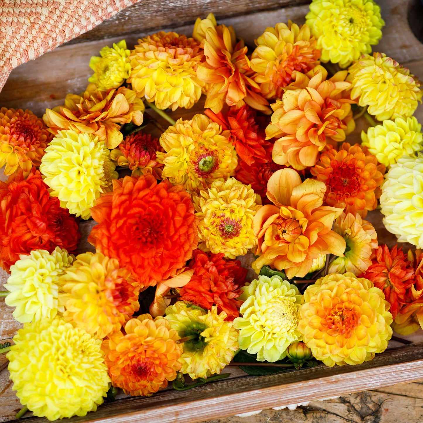 Vibrant red, yellow, and orange Sunny Mix dahlias fully bloomed.