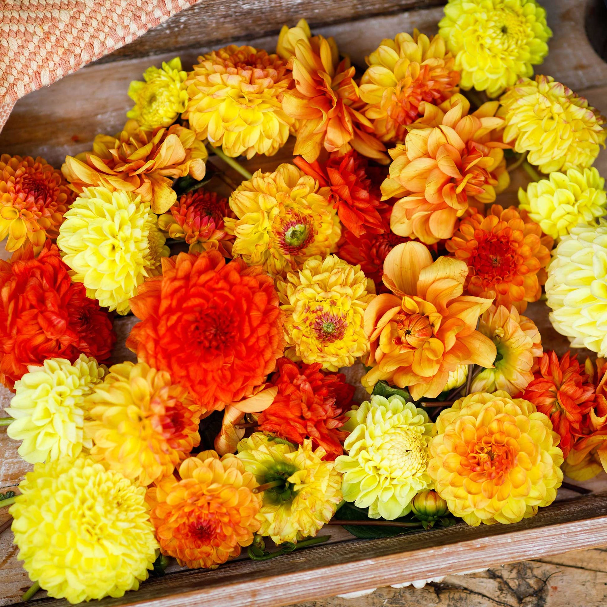 Vibrant red, yellow, and orange Sunny Mix dahlias fully bloomed.