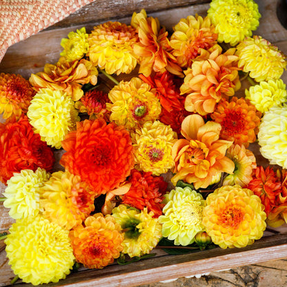 Vibrant red, yellow, and orange Sunny Mix dahlias fully bloomed.