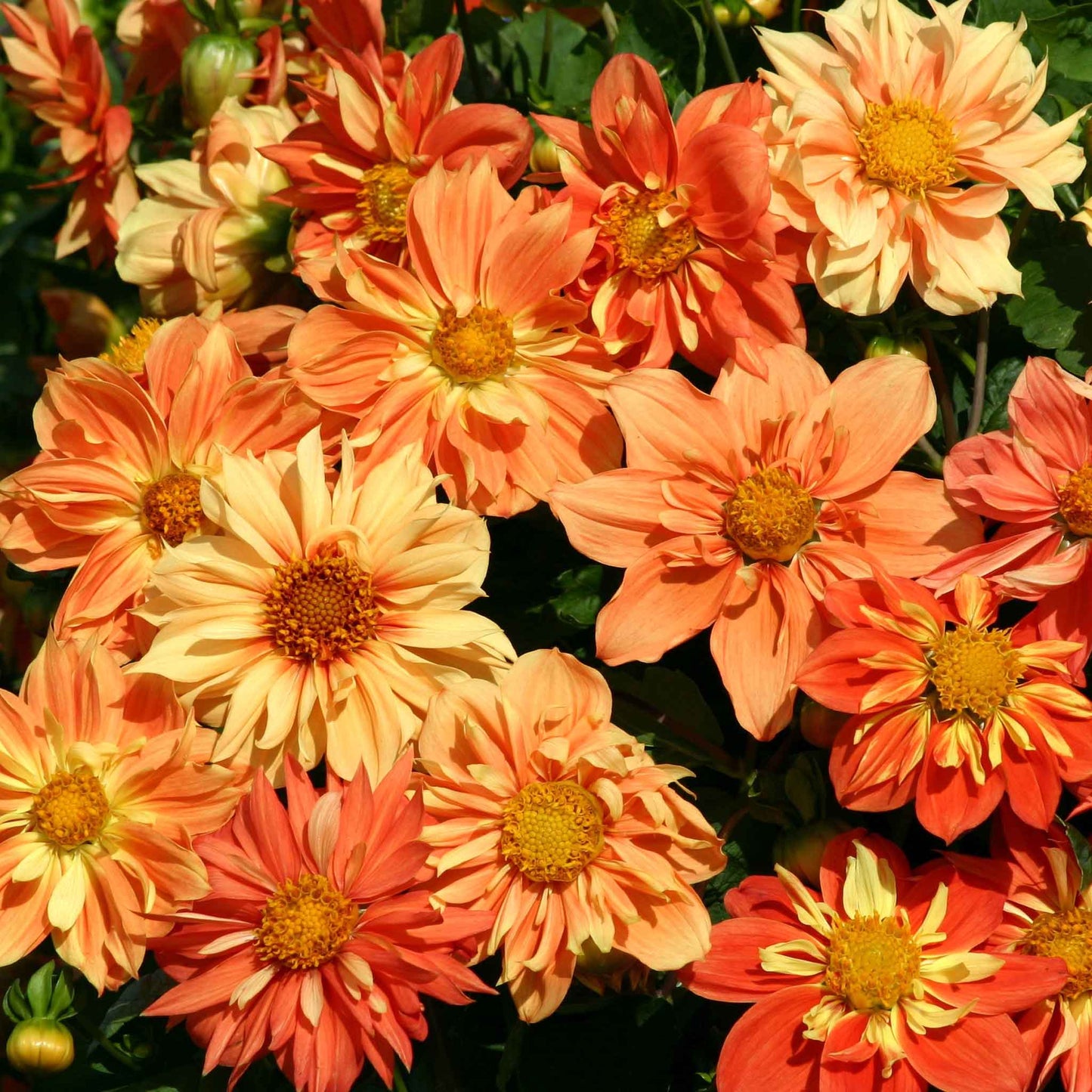 Orange and yellow dahlia sunny reggae flowers growing in a bright garden setting.