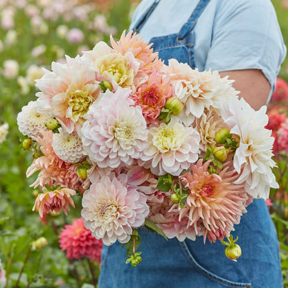 A person holding a bouquet of Sweet Dreams Mix dahlia flowers in a garden setting.
