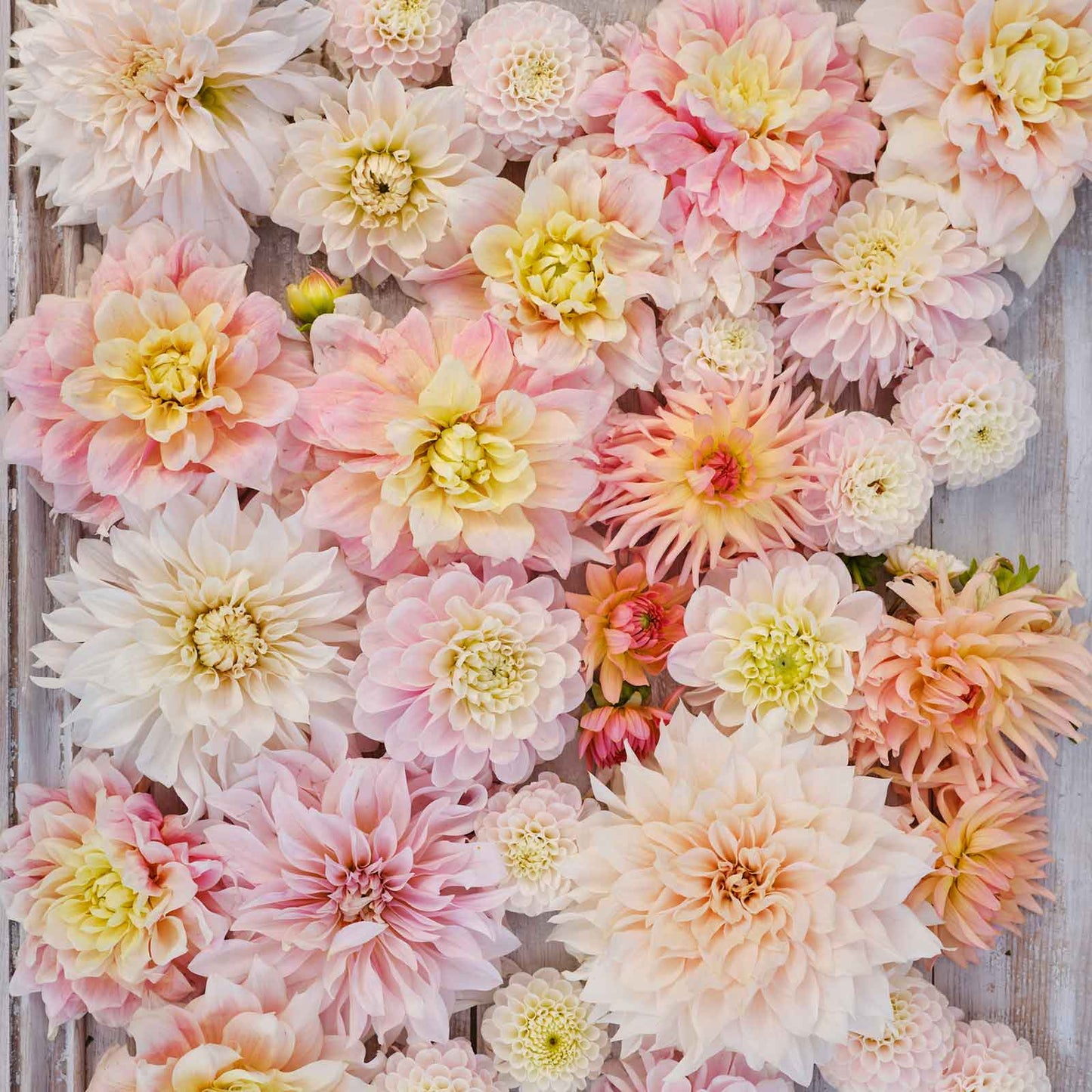 Vibrant pink, white, and orange Sweet Dreams Mix dahlias fully bloomed.
