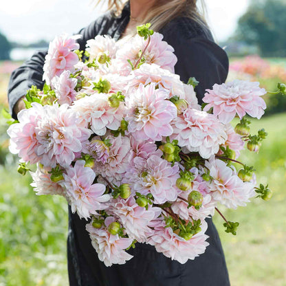 A person holding a bouquet of Sweet Nathalie dahlia flowers in a garden setting.