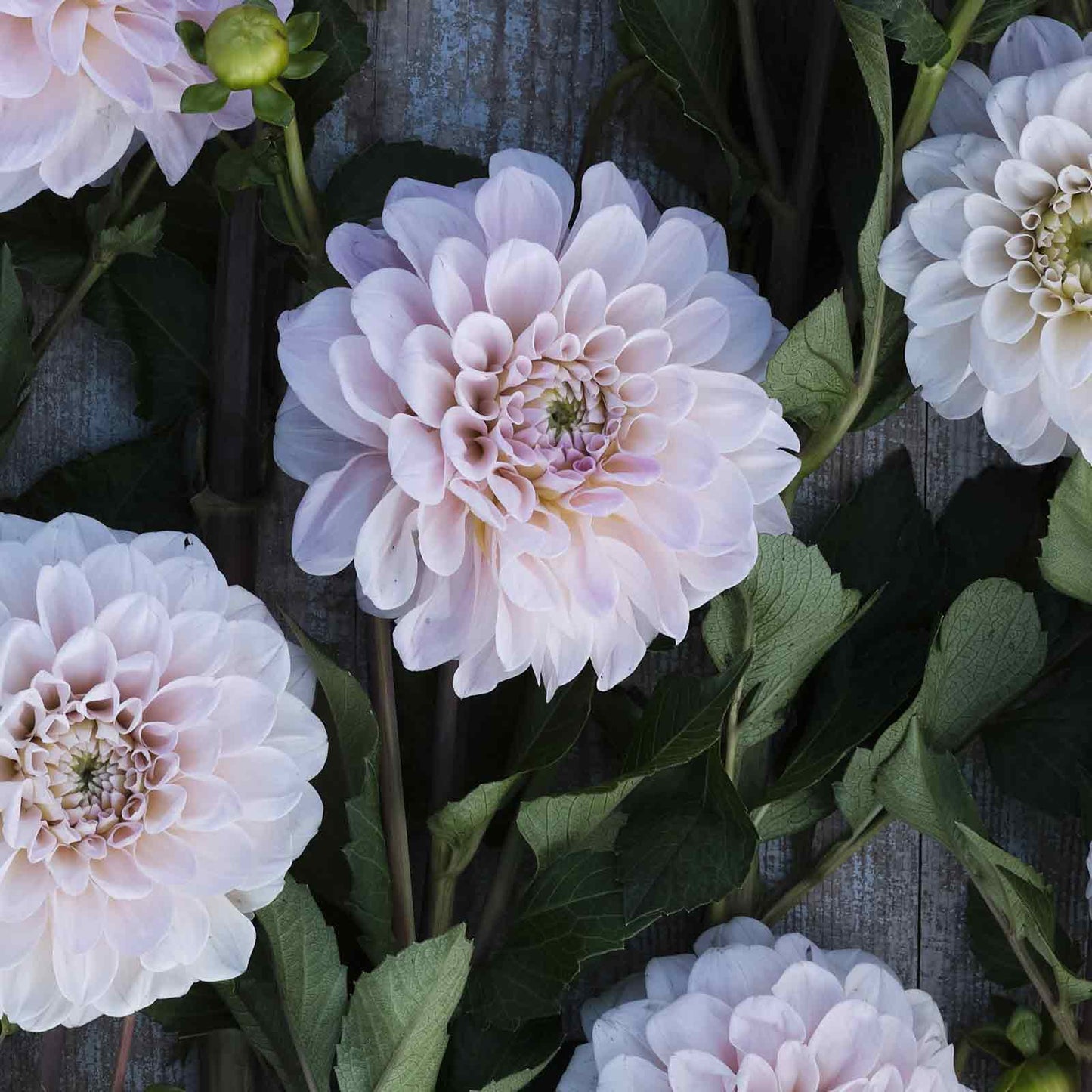 A close-up shot of Sweet Nathalie Dahlia flowers, showcasing their delicate petals and vibrant colors.