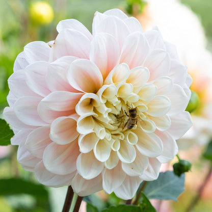 A close-up shot of a single Sweet Nathalie Dahlia flower, showcasing its delicate petals and vibrant colors.