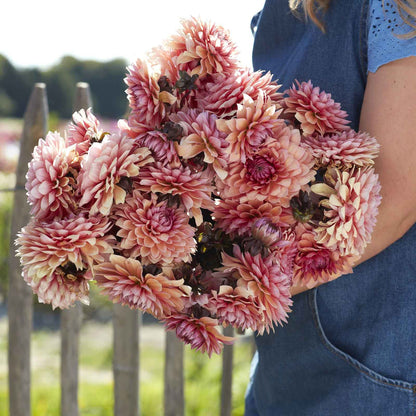 A person holding a bouquet of Sweet Sanne dahlia flowers in a garden setting.
