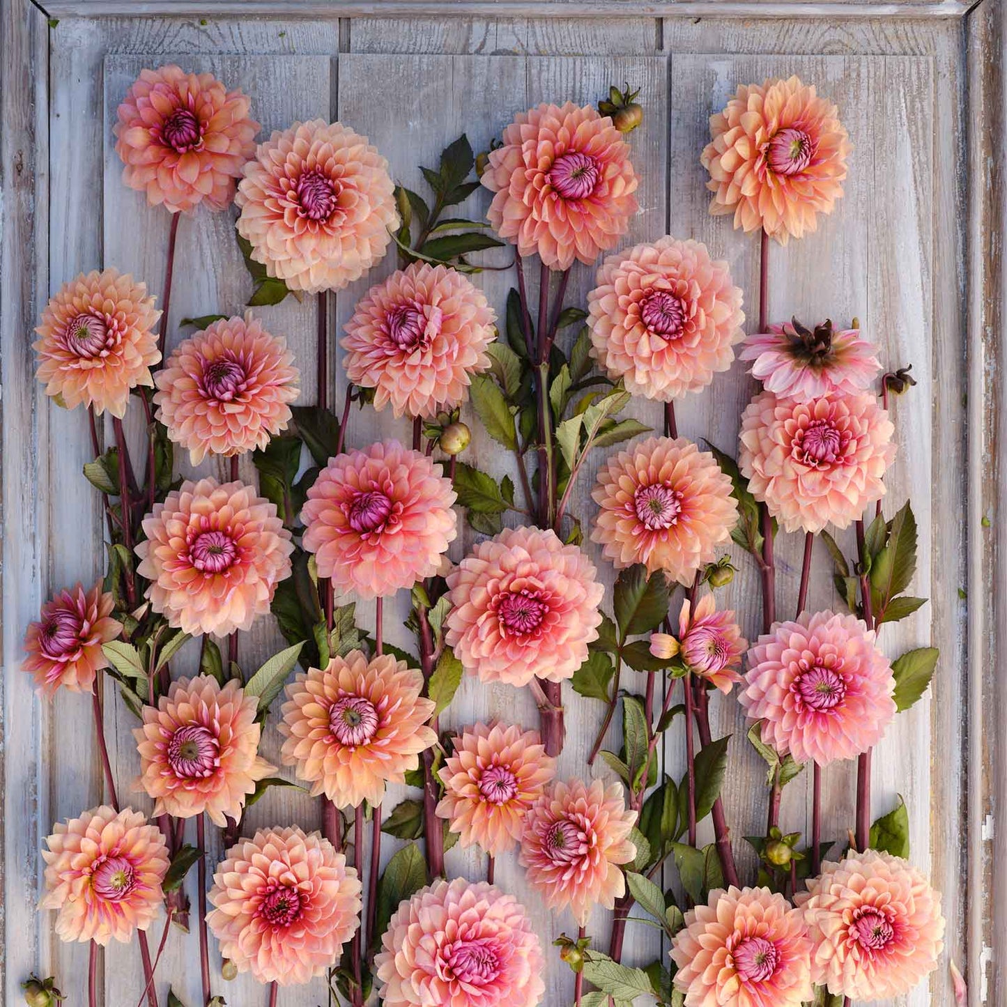 Sweet Sanne Dahlias freshly picked displayed on a wooded surface.