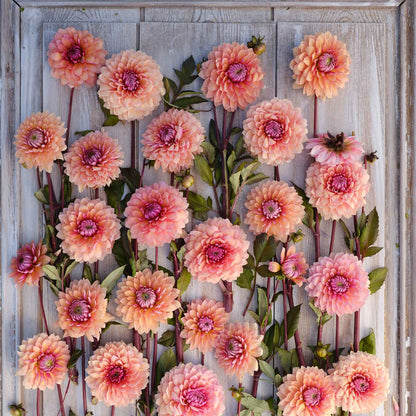 Sweet Sanne Dahlias freshly picked displayed on a wooded surface.