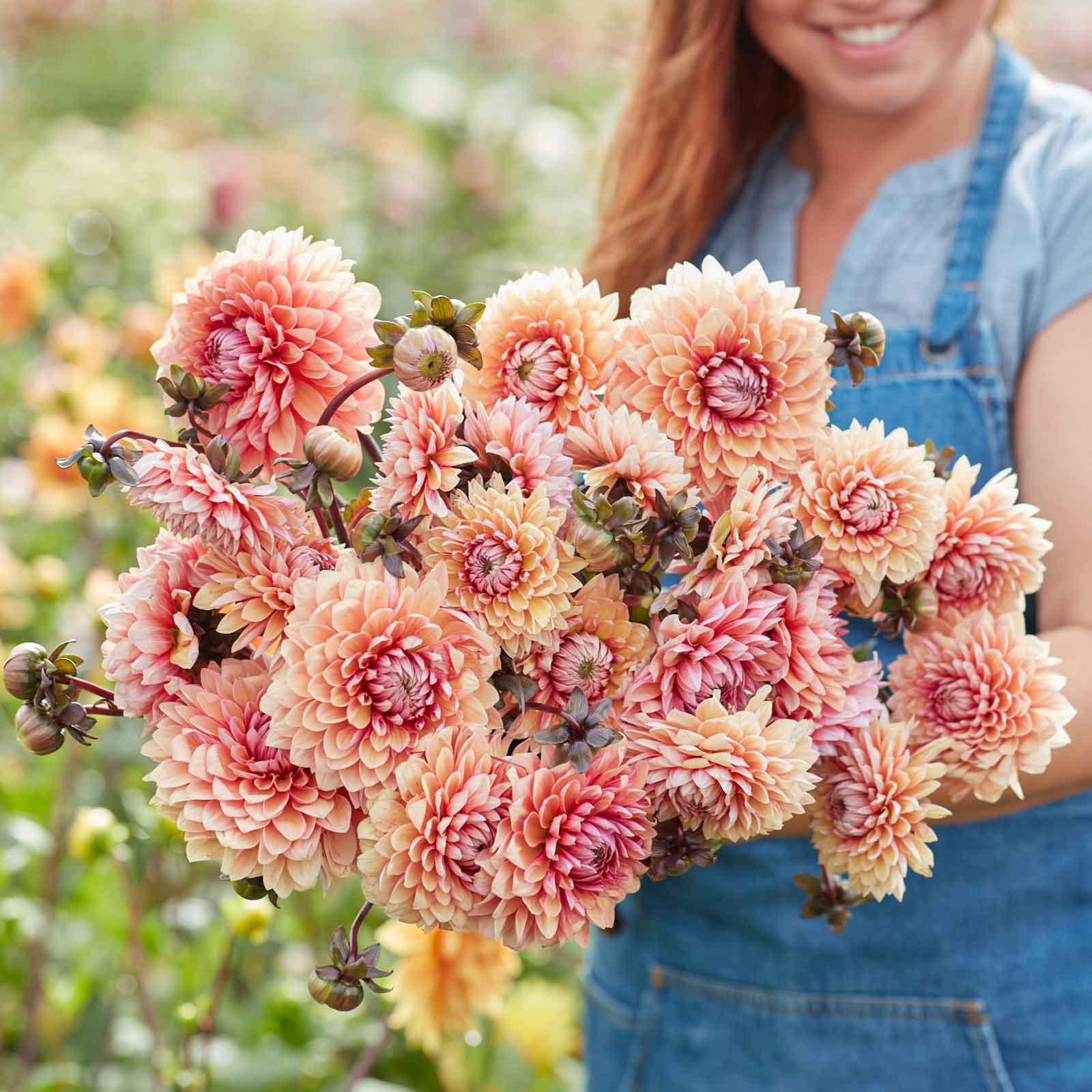 A person holding a bouquet of Sweet Sanne dahlia flowers in a garden setting.