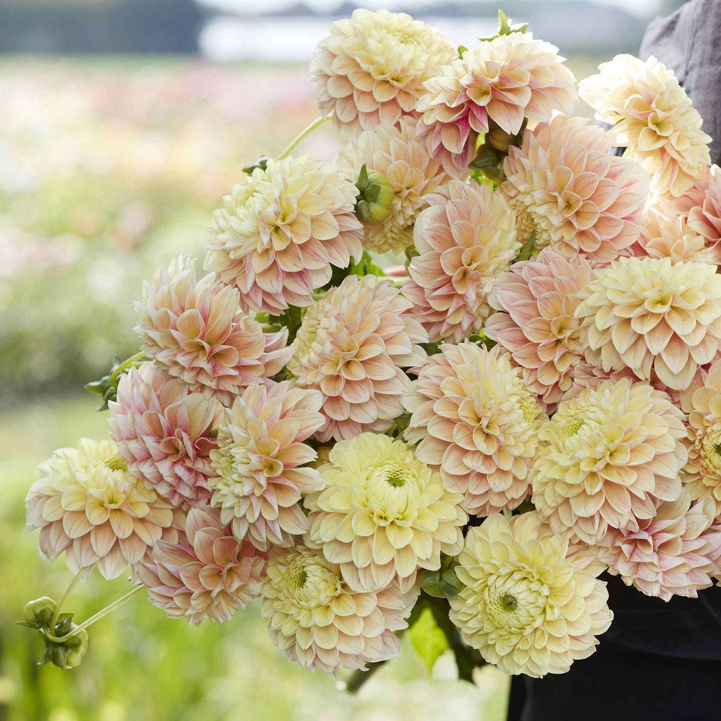 A person holding a bouquet of Sweet Suzanne dahlia flowers in a garden setting.