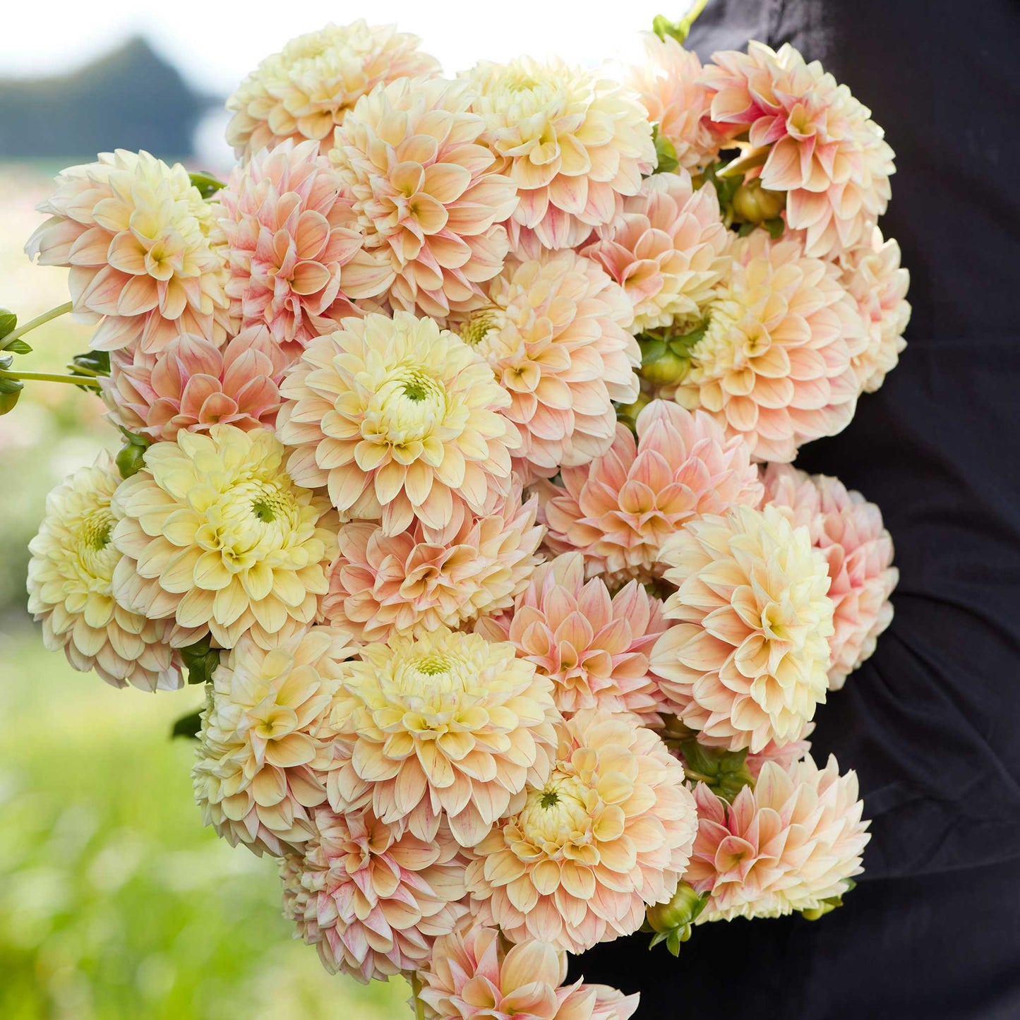 A person holding a bouquet of Sweet Suzanne dahlia flowers in a garden setting.