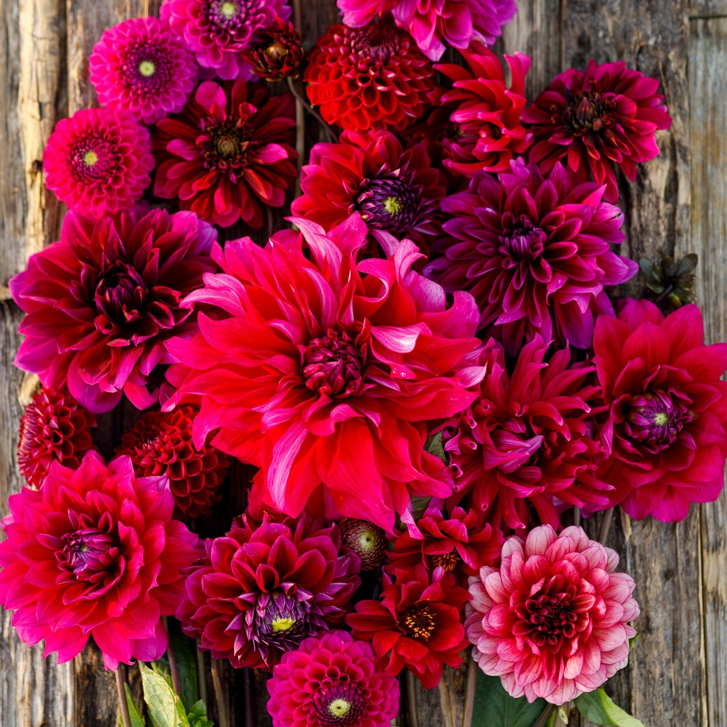 A display of red Swing Dance Mix dahlias on a wooden table showcasing the variety of types in the mix.