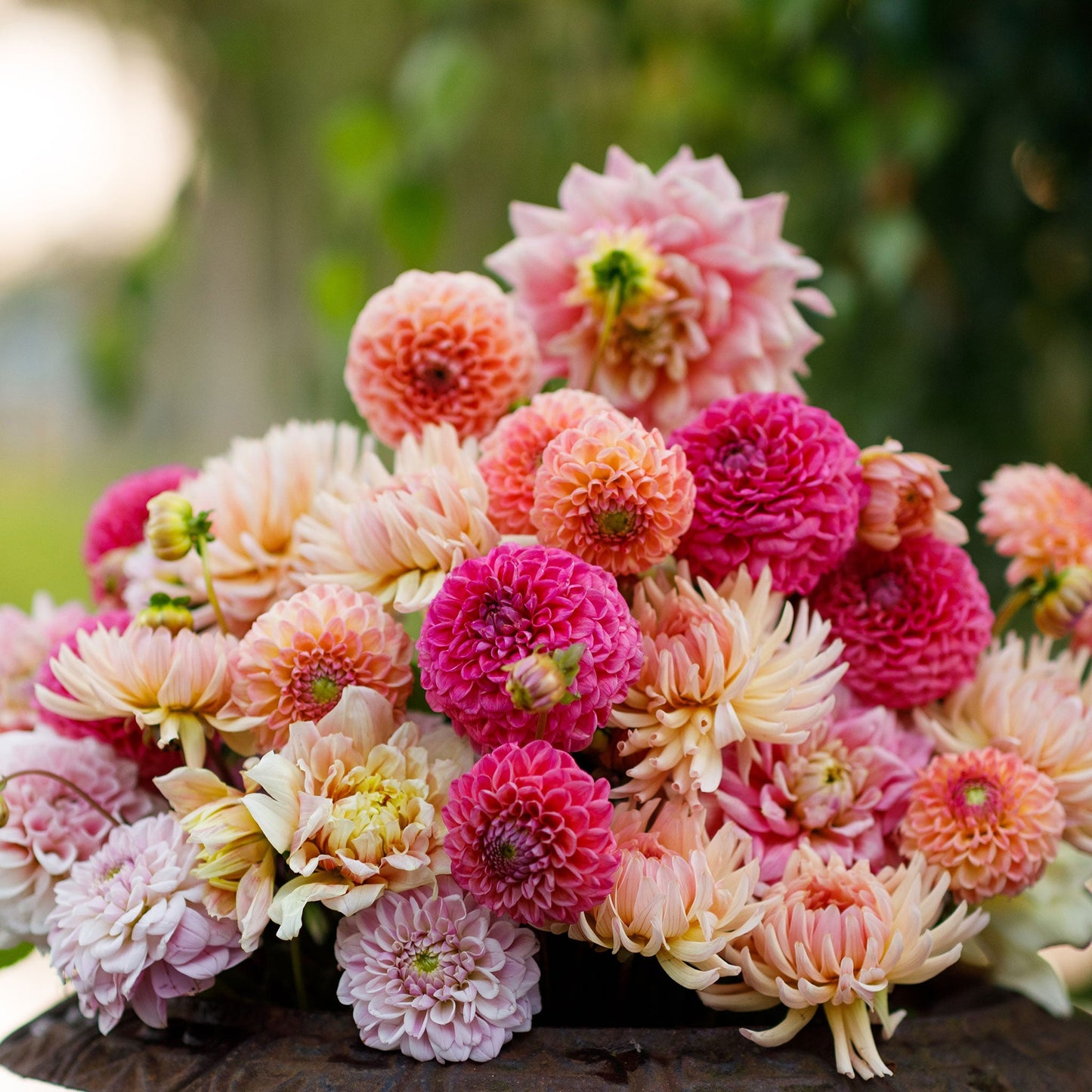 Tender Mix dahlia bouquet showing the vibrant red, orange, and pink colors.