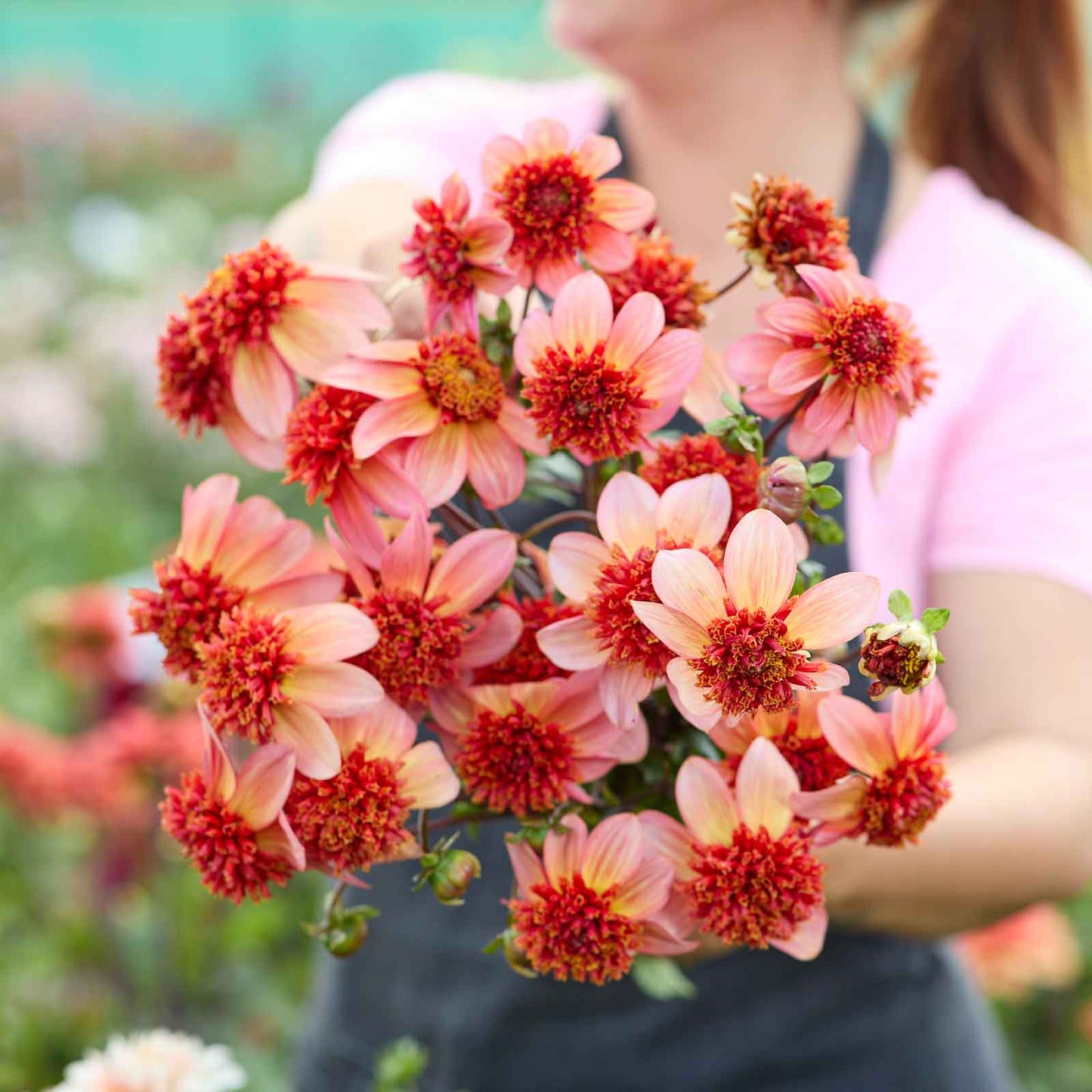 A person holding a bouquet of Totally Tangerine dahlia flowers in a garden setting.
