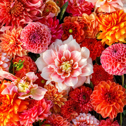 Vibrant red and orange Victoria Garden Mix dahlias fully bloomed.