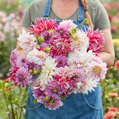 A person holding a bouquet of Vintage Violet Mix dahlia flowers in a garden setting.