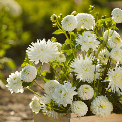 White Mix dahlia bouquet showing the vibrant white and green colors.