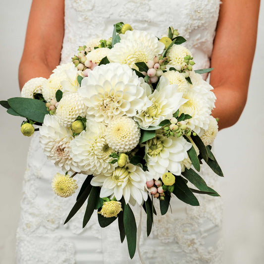 Person in a white dress holding White mix dahlias in a bouquet in a neutral setting.