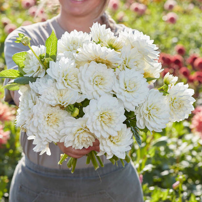 A person holding a bouquet of White Swan dahlia flowers in a garden setting.