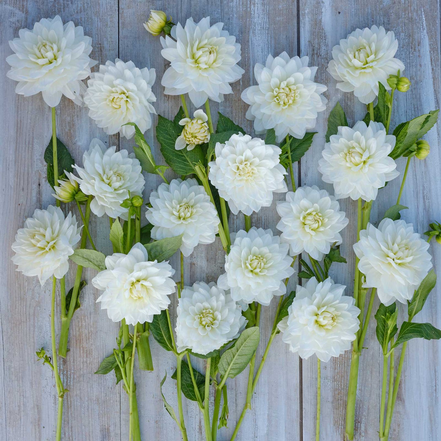 White Swan Dahlias freshly picked displayed on a wooded surface.