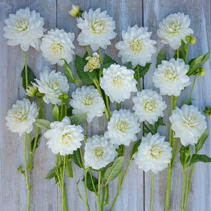 White Swan Dahlias freshly picked displayed on a wooded surface.