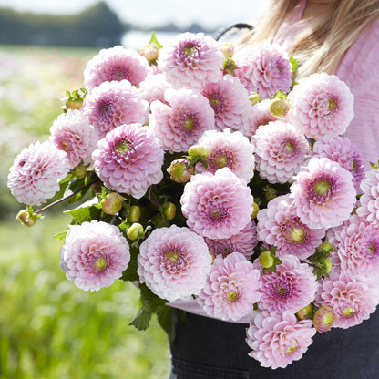 A person holding a bouquet of Wizard of Oz dahlia flowers in a garden setting.
