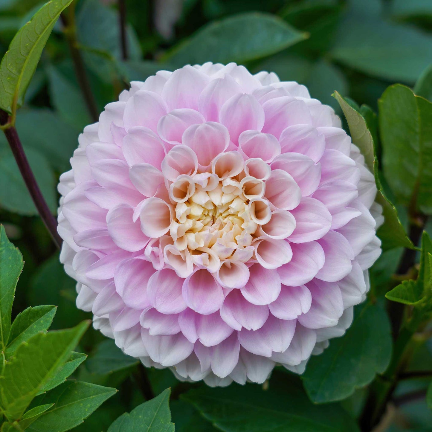 A close-up shot of a single Wizard of Oz Dahlia flower, showcasing its delicate petals and vibrant colors.