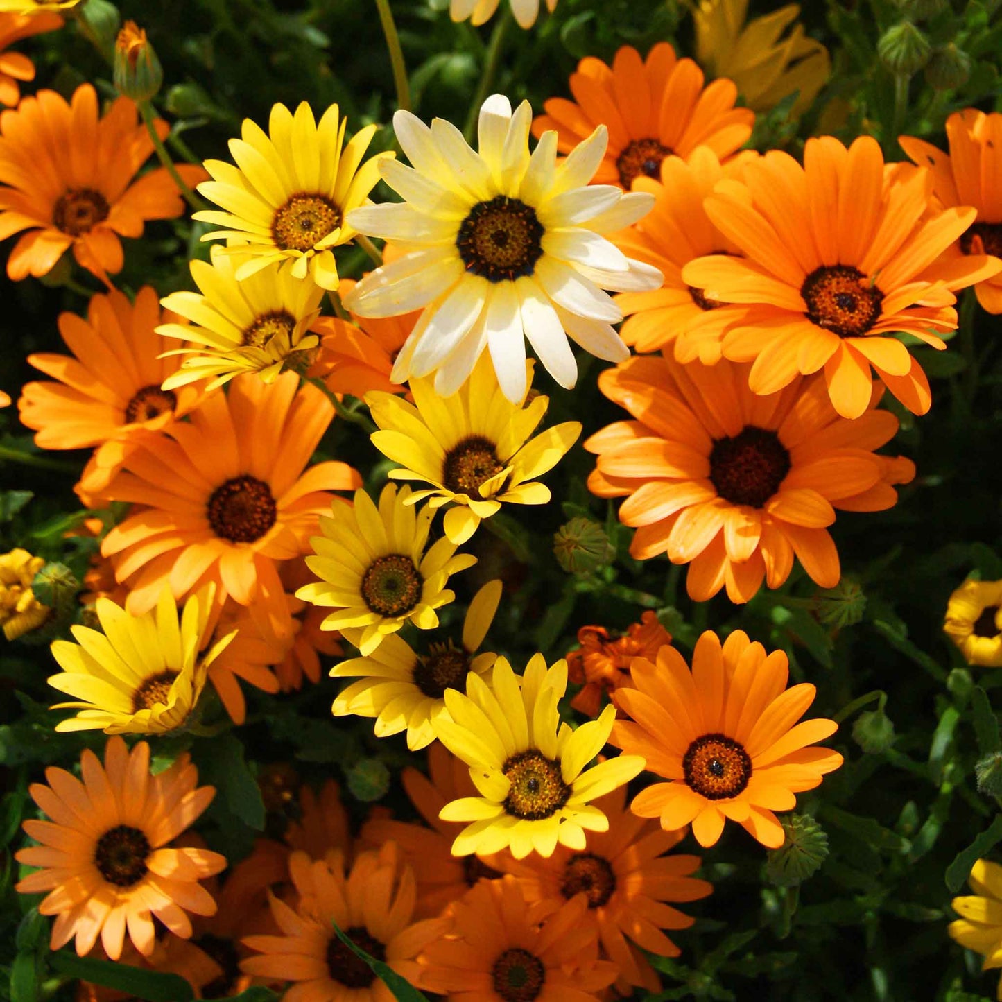 Orange and yellow daisy african mix flowers in a dense bright garden setting.