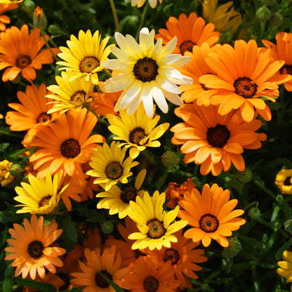 Orange and yellow daisy african mix flowers in a dense bright garden setting.