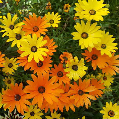 Orange, yellow, and red daisy african mix flowers filling a bright garden setting.