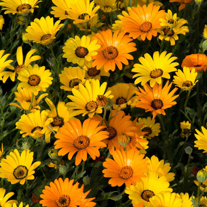 Pink and white daisy african mix flower with yellow center against a blurred green background.