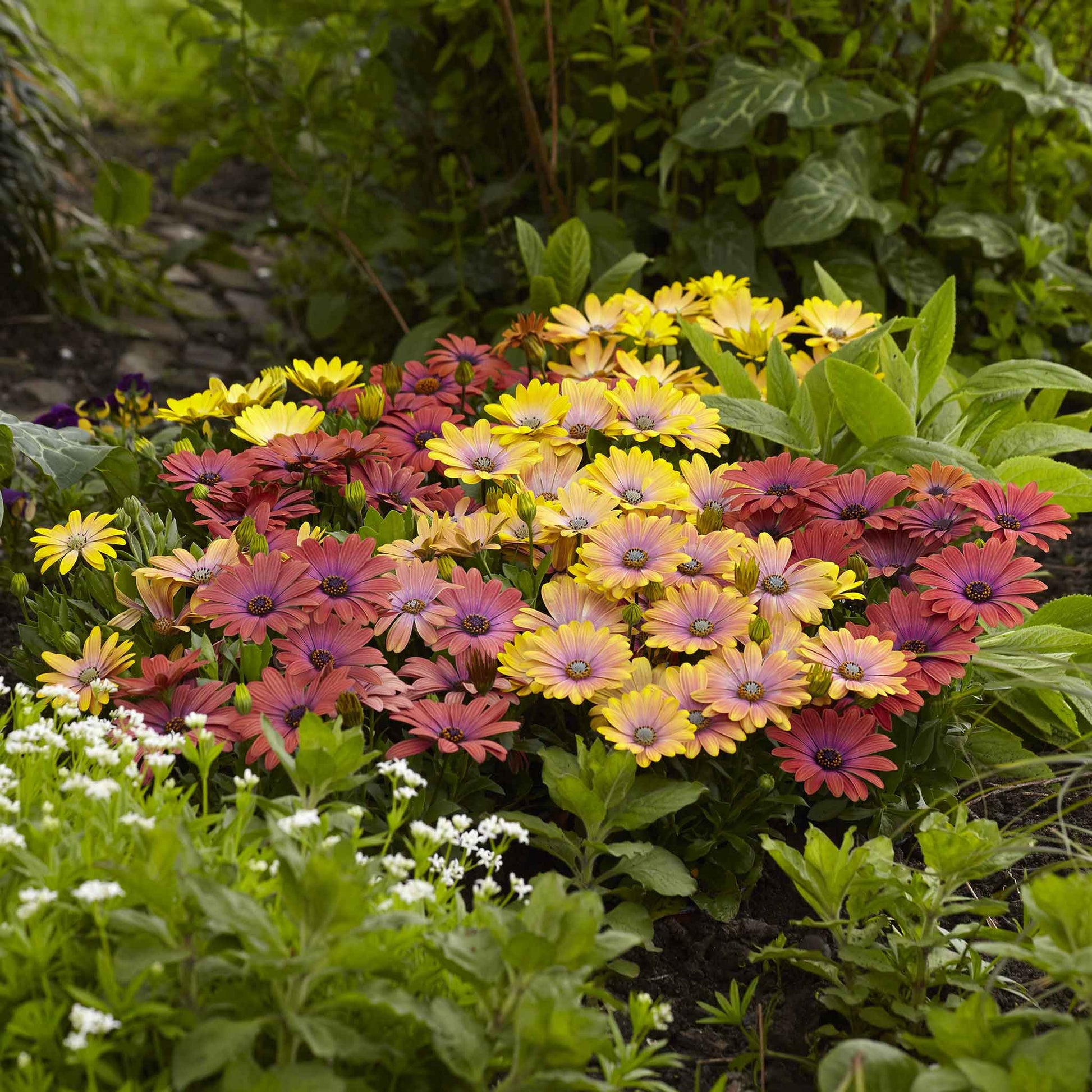 Yellow and orange cape daisy akila hawaiian sunset mix in a bright garden setting.