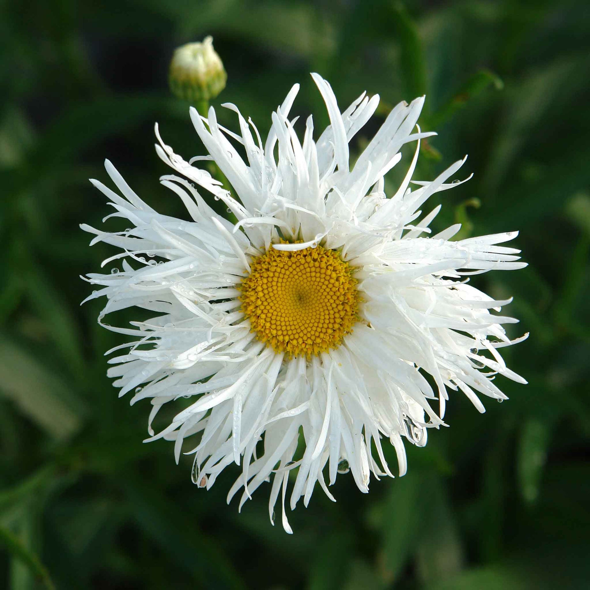 White daisy crazy daisy with frilly petals against a blurred green background.