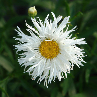 White daisy crazy daisy with frilly petals against a blurred green background.