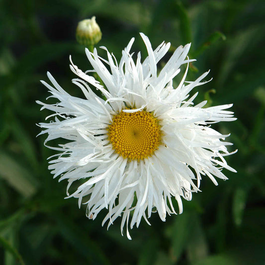 White daisy crazy daisy with frilly petals against a blurred green background.