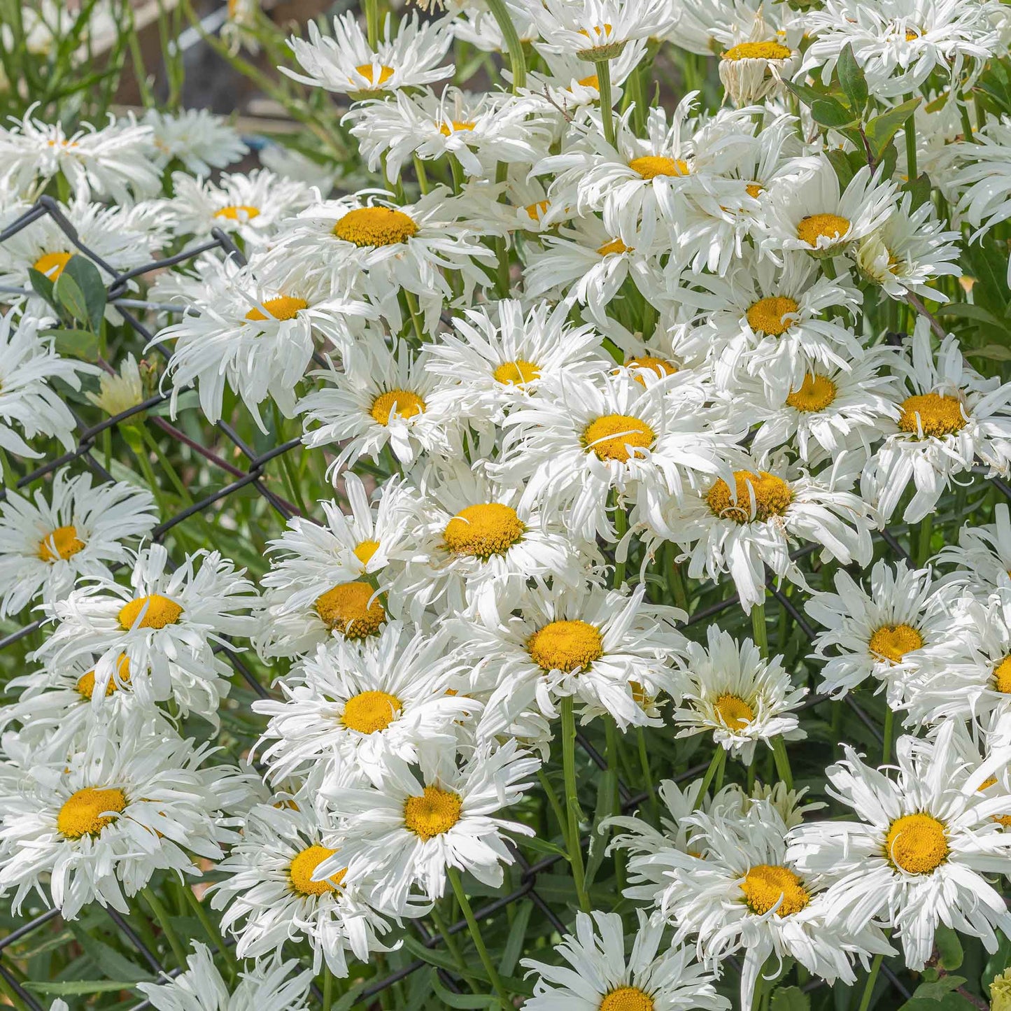 White daisy crazy daisy flowers with frilly petals in a bright garden setting.