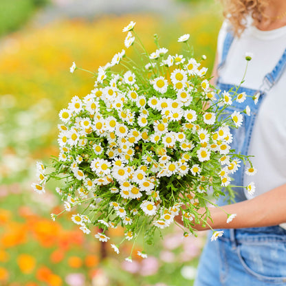 White creeping daisy flowers held in a bunch against a sunny outdoor background.