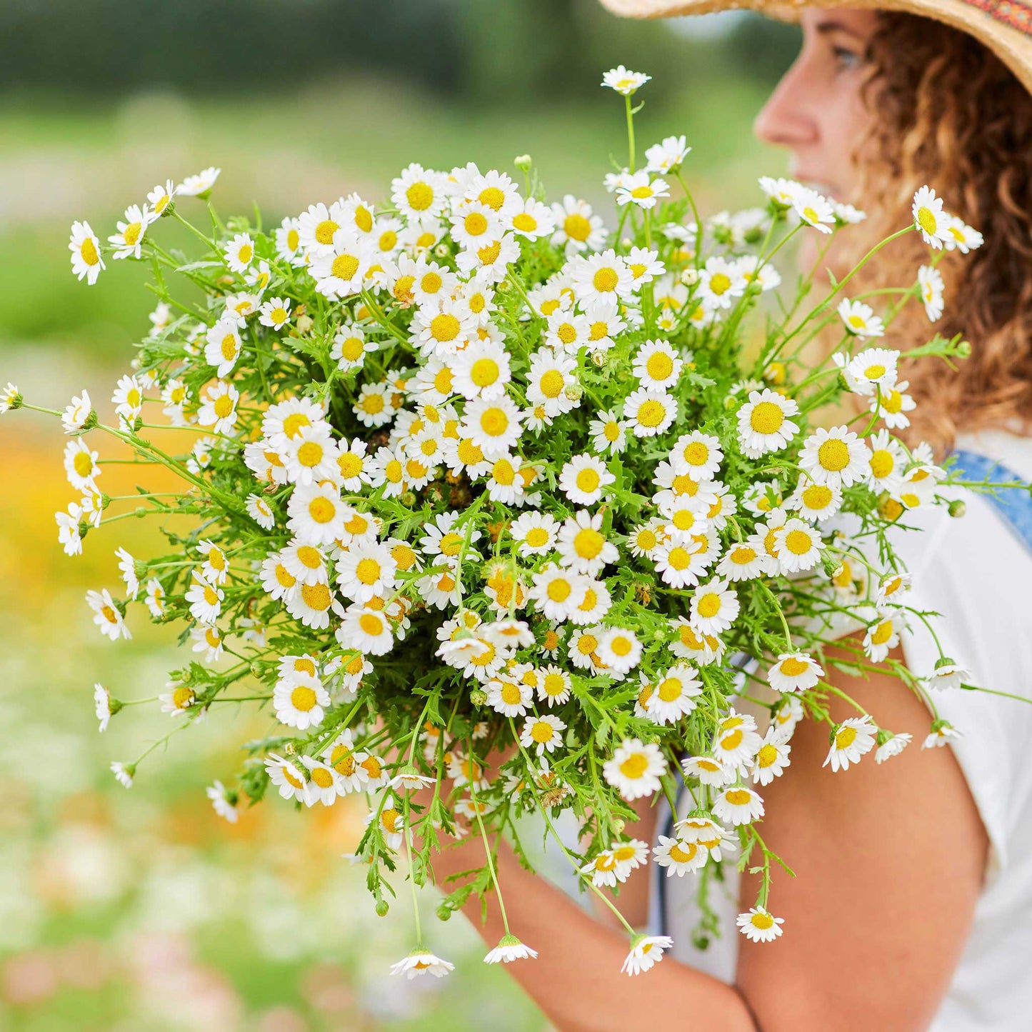 Small white creeping daisy flowers spreading across a bright green ground cover.