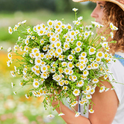 Small white creeping daisy flowers spreading across a bright green ground cover.