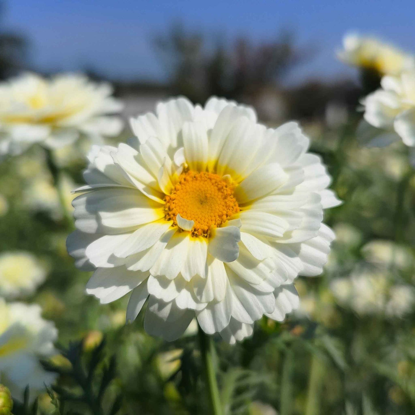 Yellow daisy garland double mix flower with orange center against a blurred green background.
