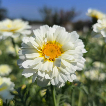 Yellow daisy garland double mix flower with orange center against a blurred green background.