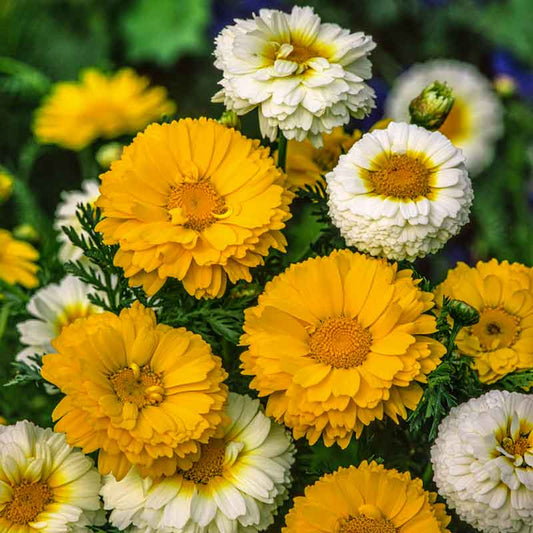 Yellow and white daisy garland mix flowers blooming in a bright garden setting. | copyright: Floramedia UK Ltd
