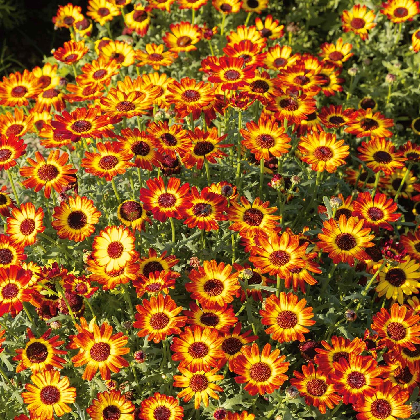 Red, yellow, and black daisy german flag flowers filling a bright garden setting.