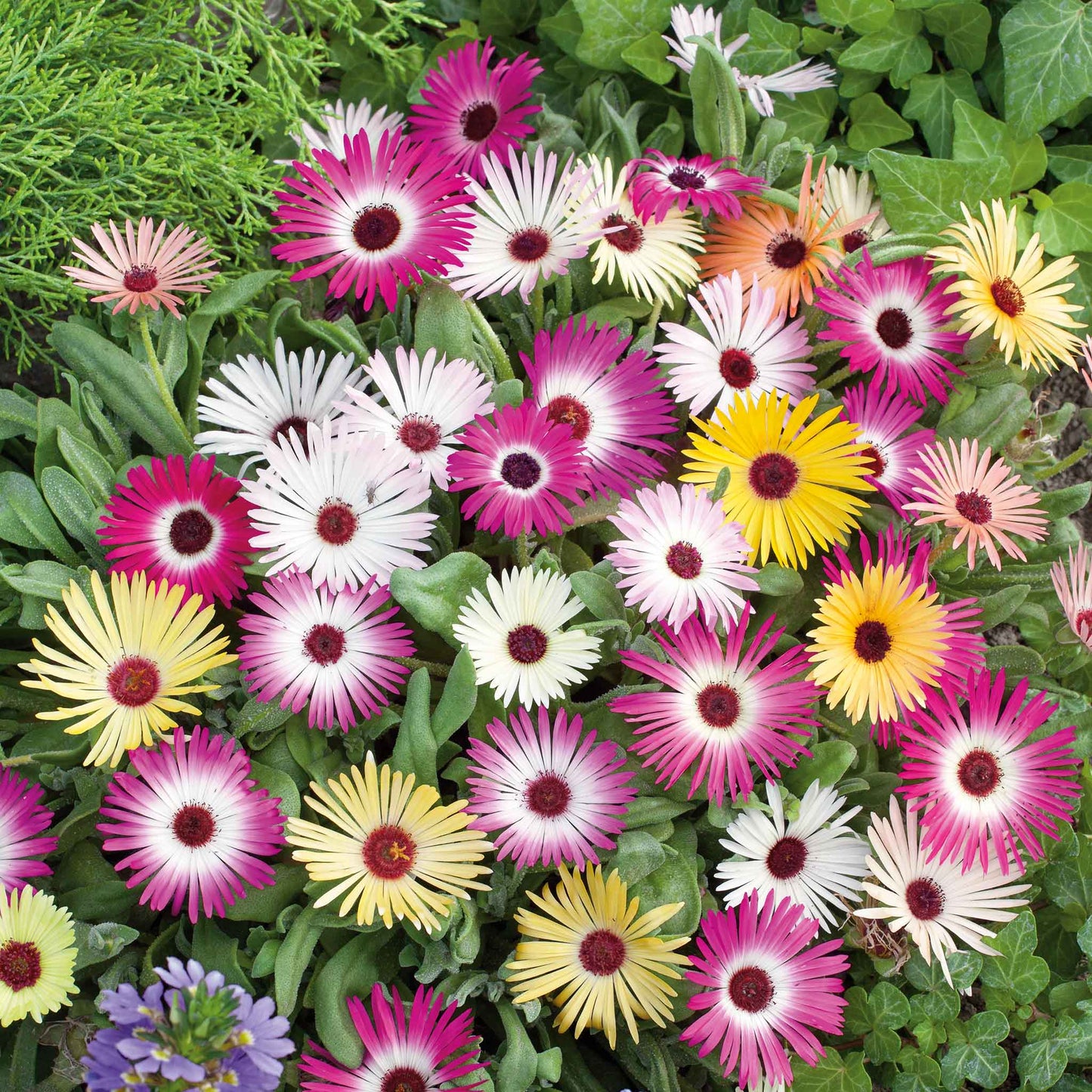 Pink, purple, and white daisy livingstone mix flowers in a bright garden setting.