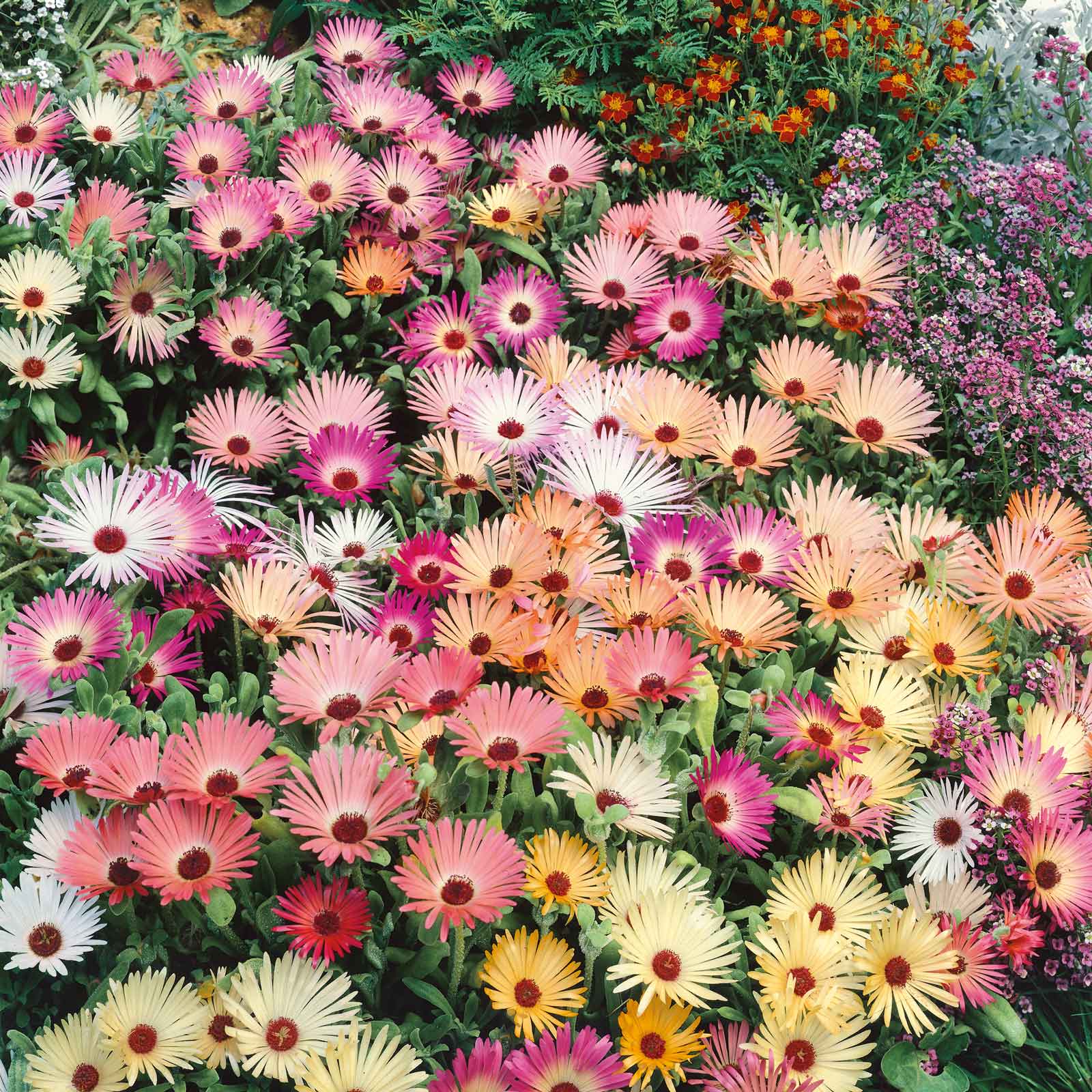 Pink, orange, and white daisy livingstone pastel mix flowers in a bright garden.