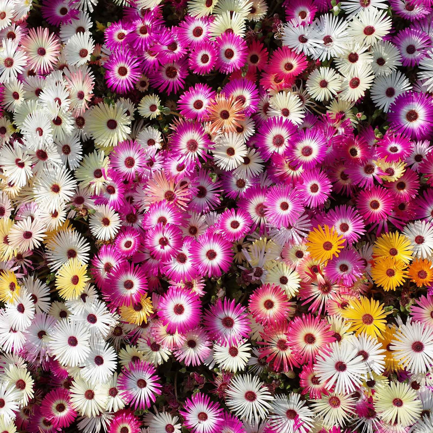 Pink, purple, and white daisy livingstone mix flowers in a bright garden setting.