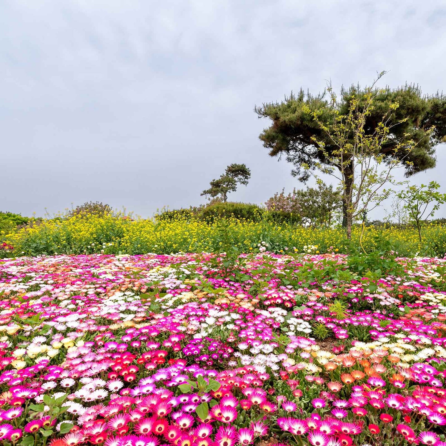 Pink daisy livingstone mix flowers with a tree and open field in the background.