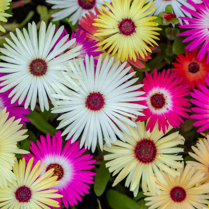 Pink, orange, and white daisy livingstone mix flowers against a blurred green background.